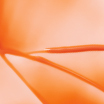 [Apricot] Tinge