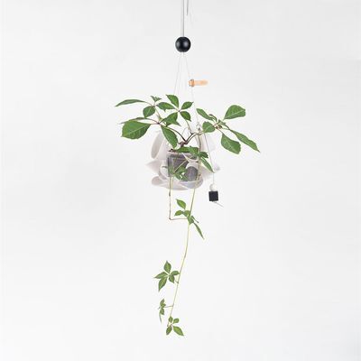 플랫츠 행잉 팟커버 댕글 P 화이트 + 고려담쟁이