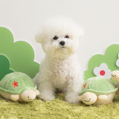 바잇미 점핑부기 노즈워크 플레이볼 자동 장난감