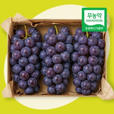 [엘로아시스/sns 입소문 포도] 새콤달콤 강화도 해풍맞은 무농약 켐벨 포도 2kg