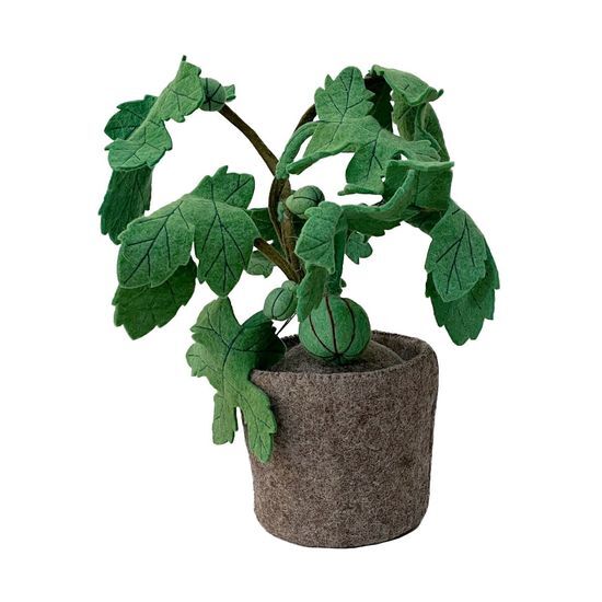 키즈데포 키즈데포 Ficus Carica